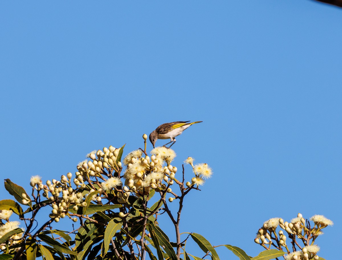 Rufous-throated Honeyeater - ML620254825