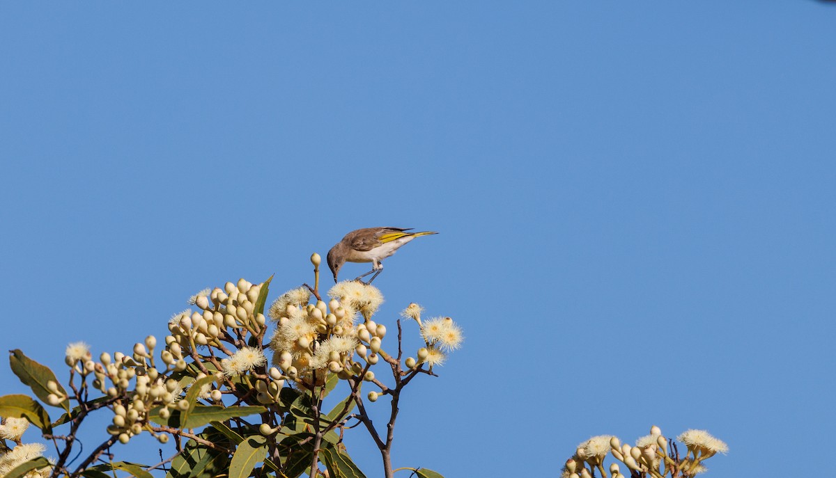 Rufous-throated Honeyeater - ML620254826