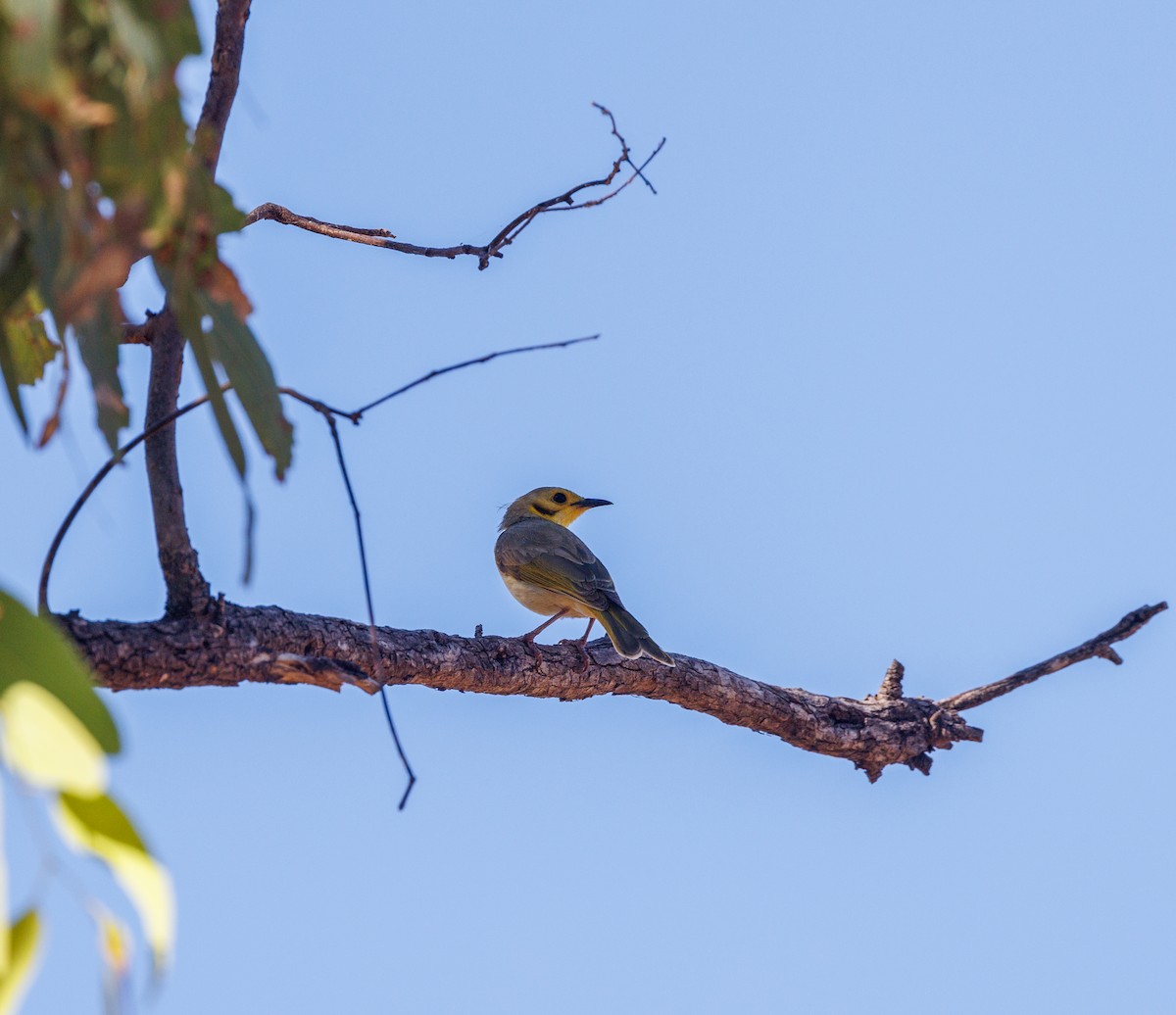 Yellow-tinted Honeyeater - ML620254828