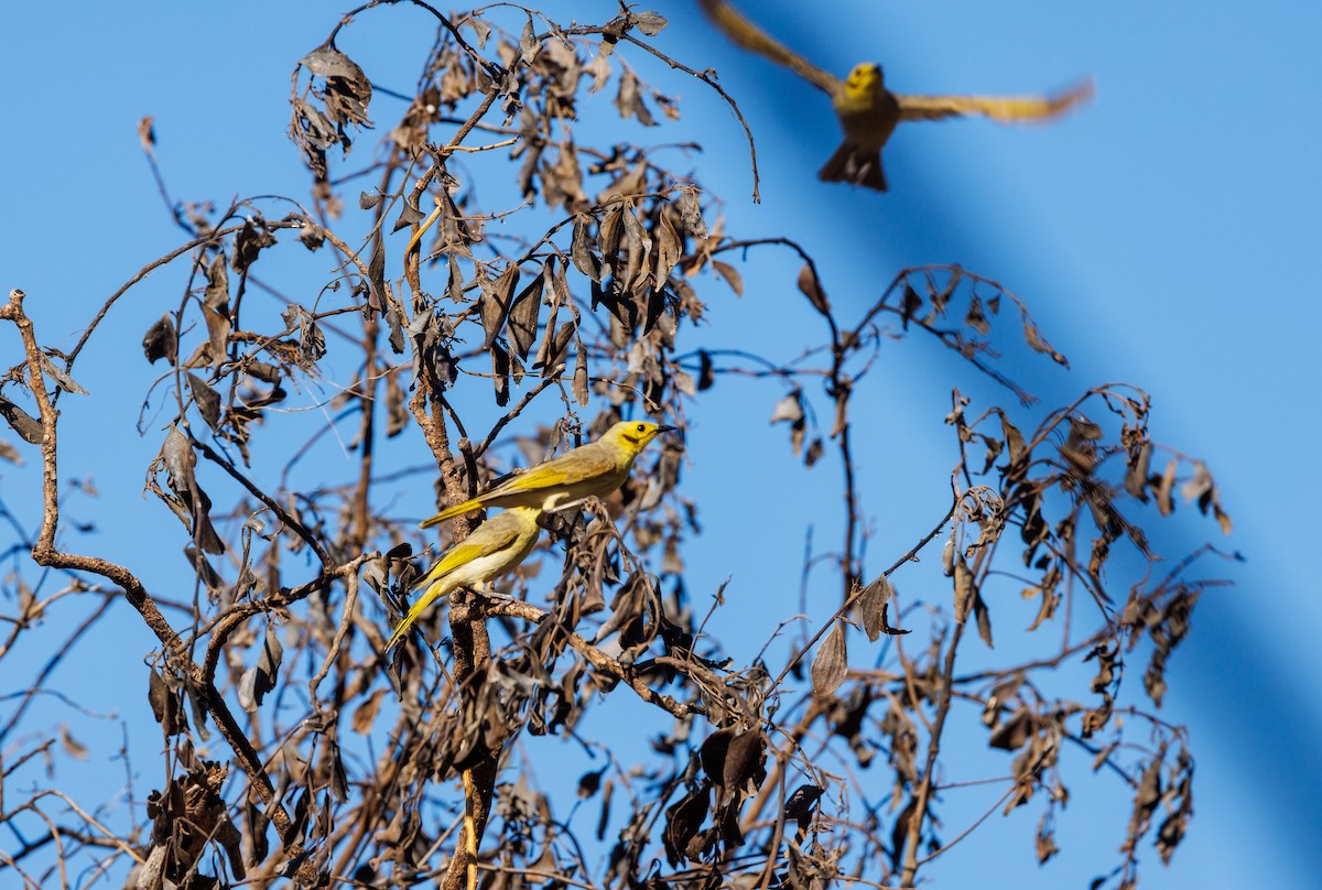 Yellow-tinted Honeyeater - ML620254829