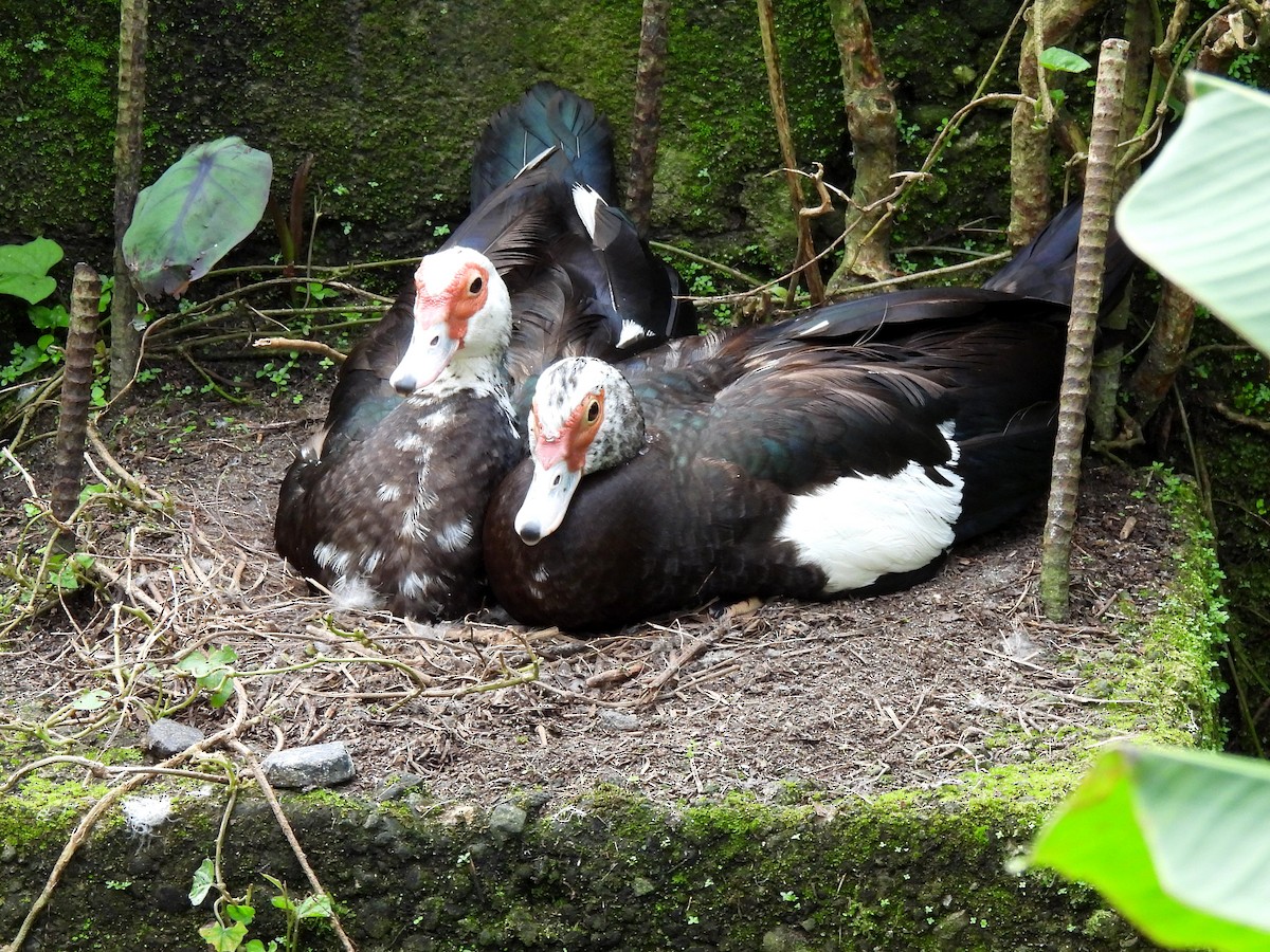 Muscovy Duck (Domestic type) - ML620254838