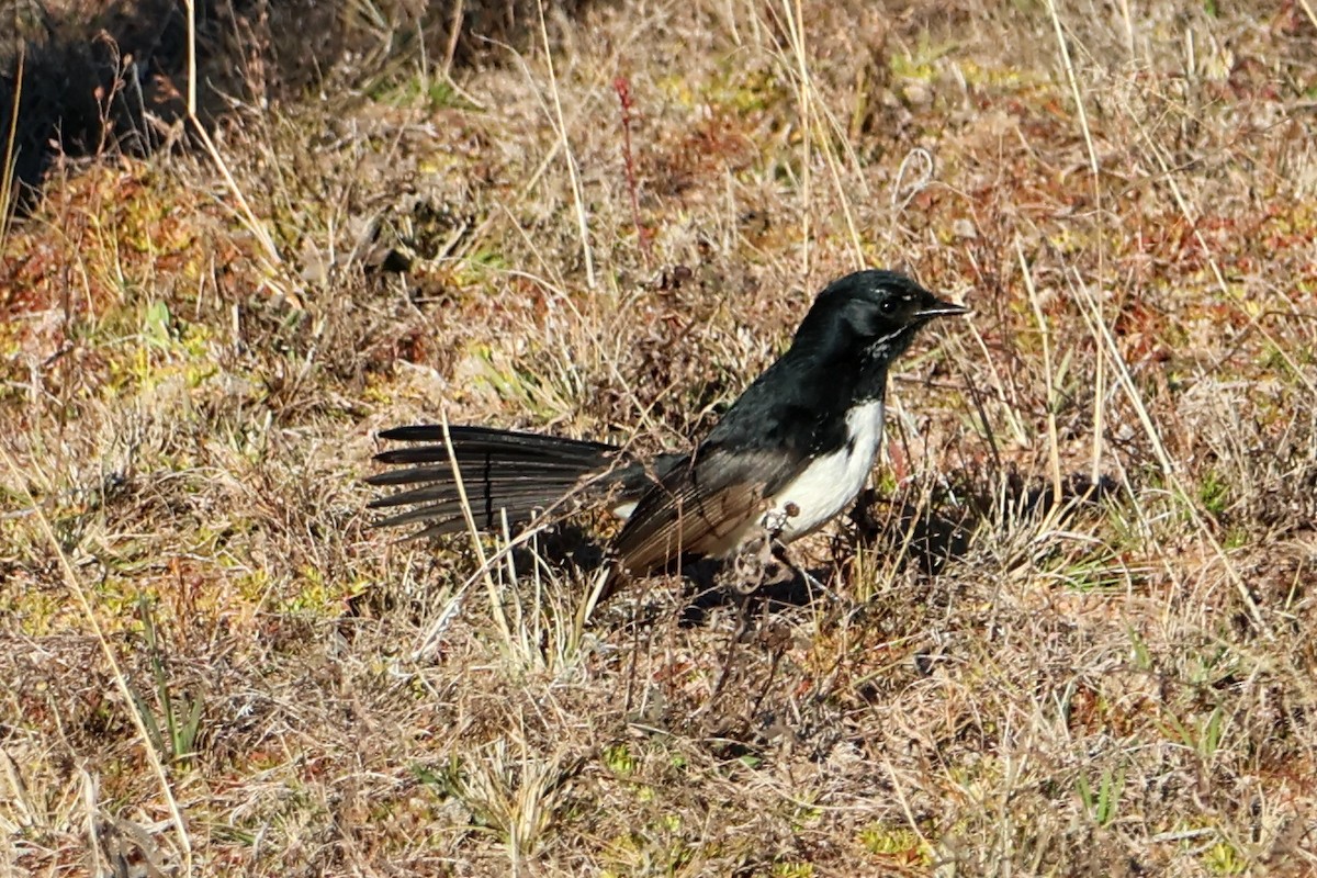 Willie-wagtail - ML620254839