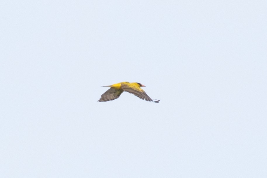 Black-naped Oriole - ML620254858