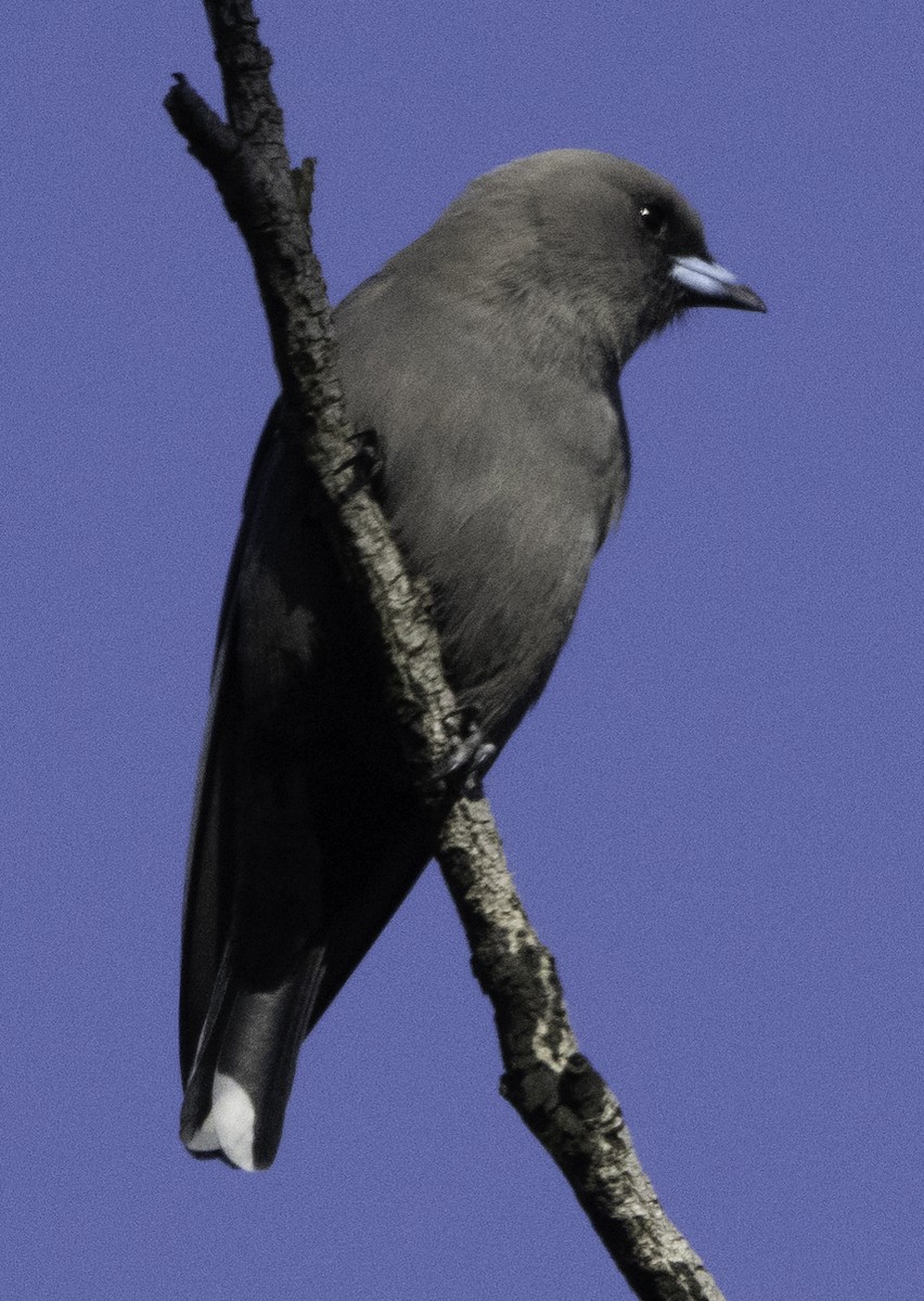 Dusky Woodswallow - ML620254877