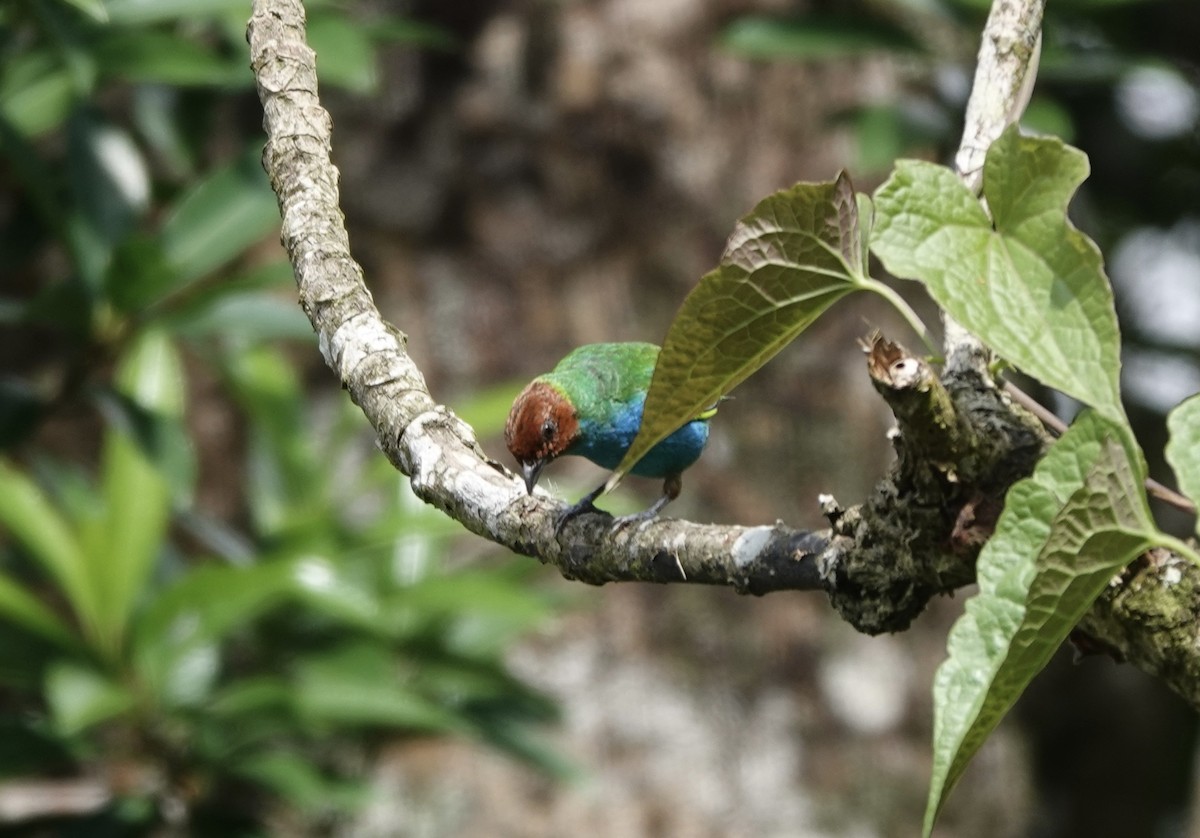 Bay-headed Tanager (Bay-and-blue) - ML620254879
