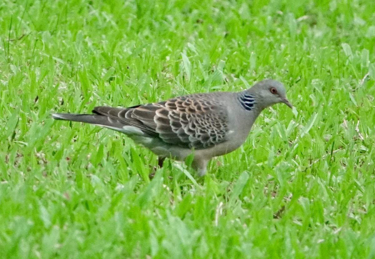 Oriental Turtle-Dove - ML620254881