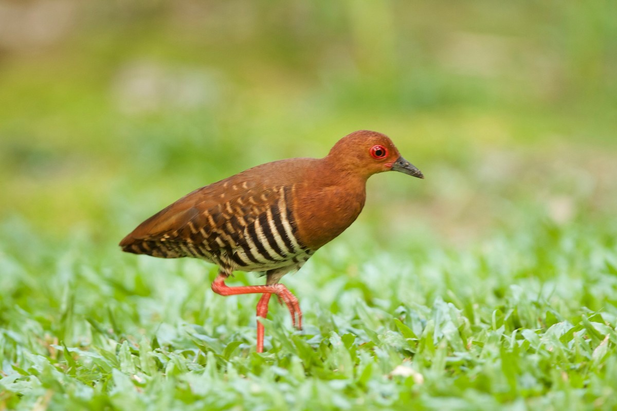 Ruddy-breasted Crake - ML620254890