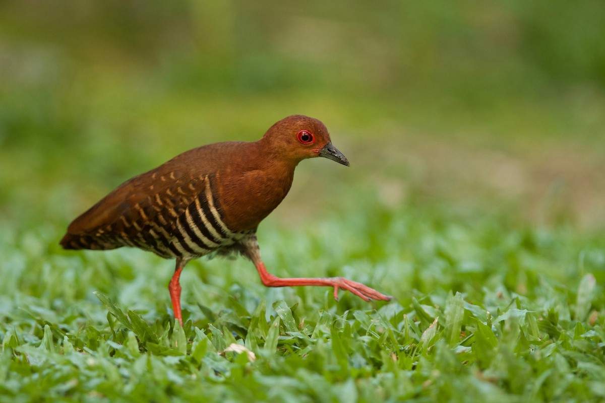 Ruddy-breasted Crake - ML620254891