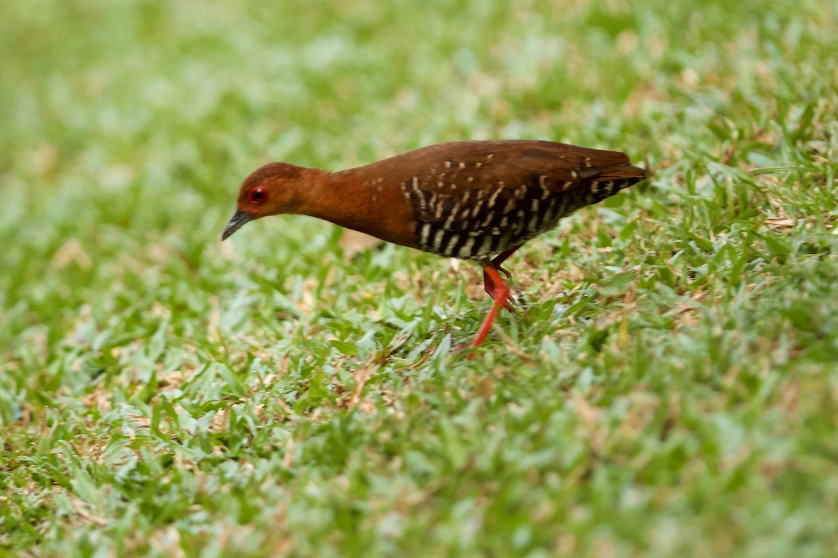 Ruddy-breasted Crake - ML620254892