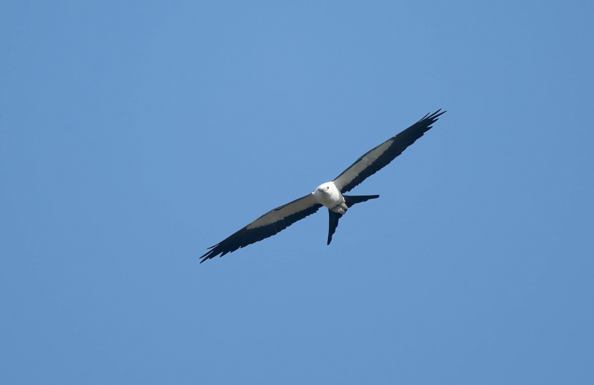 Swallow-tailed Kite - ML620254897