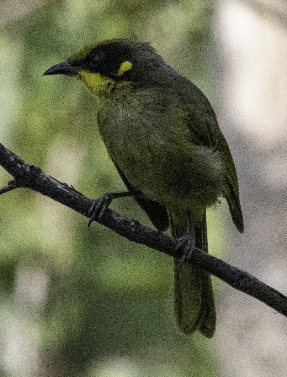 Mielero Orejigualdo (melanops/meltoni) - ML620254905