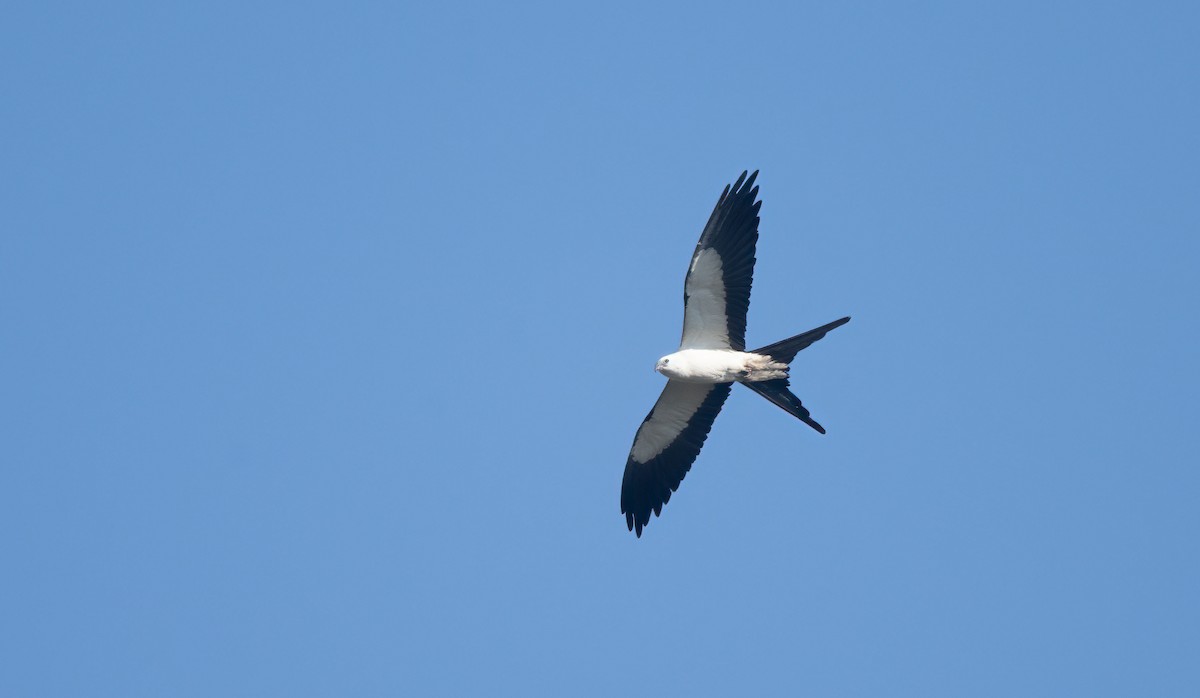 Swallow-tailed Kite - ML620254908