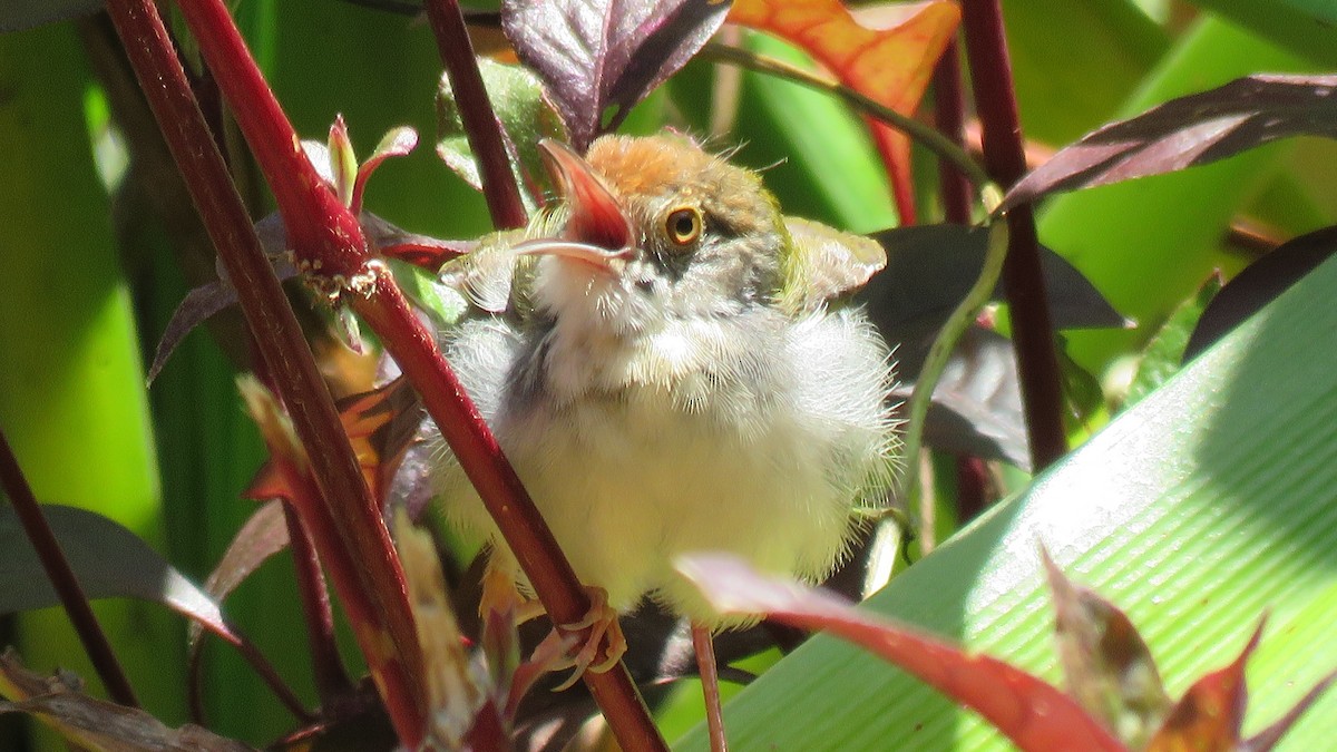 Common Tailorbird - Martien Prins