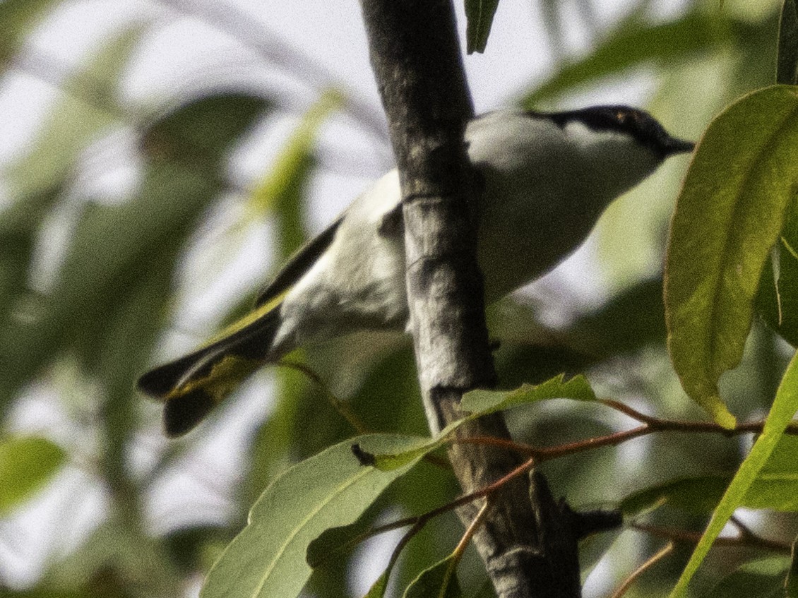 White-naped Honeyeater - ML620254921