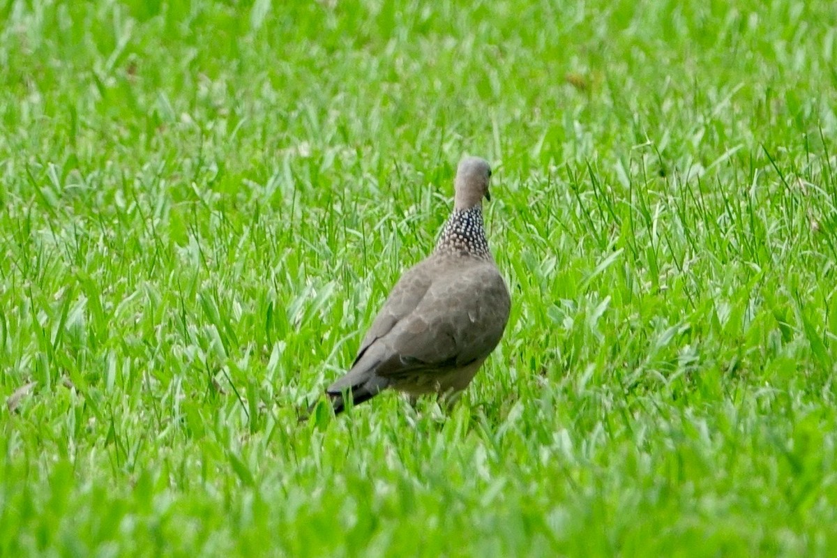 Spotted Dove - ML620254922