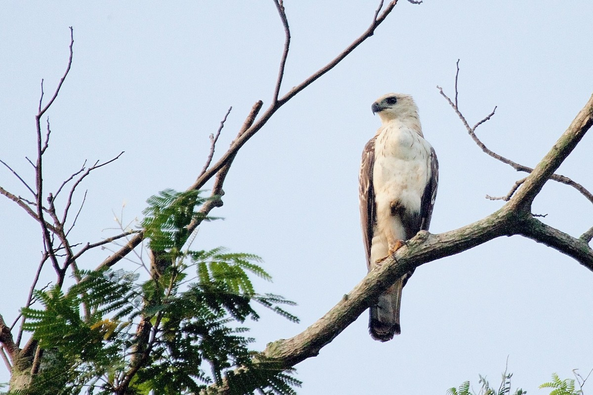 Changeable Hawk-Eagle - ML620254931