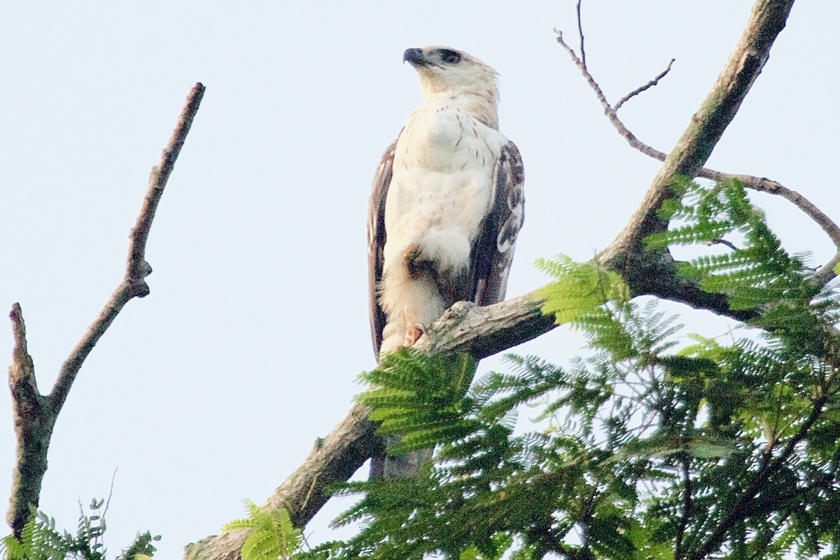 Changeable Hawk-Eagle - ML620254935