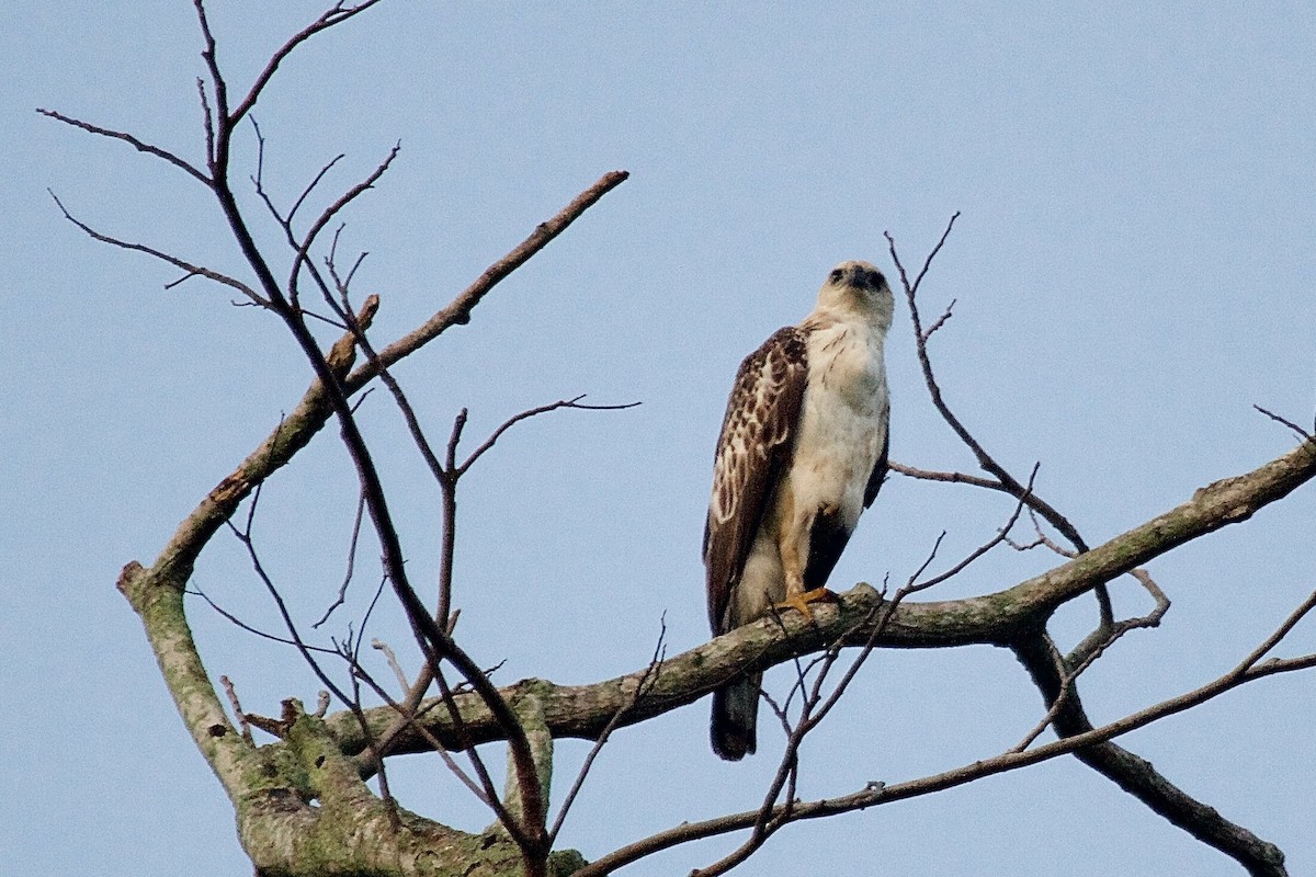 Aigle huppé - ML620254936