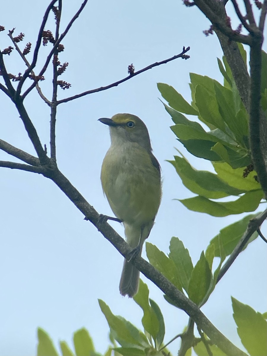 White-eyed Vireo - ML620254946