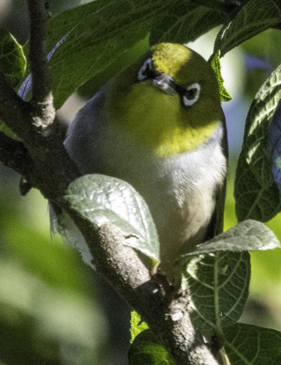 Silvereye - ML620254947