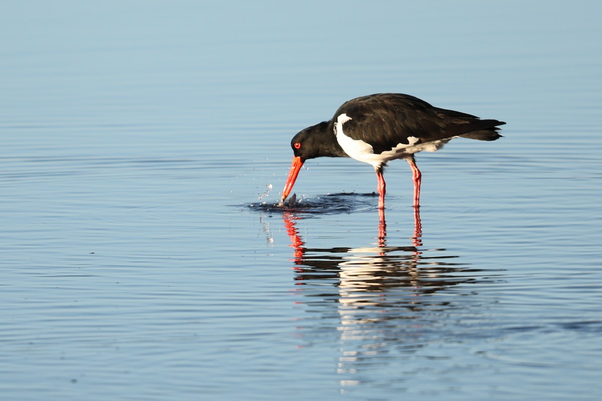 Pied Oystercatcher - ML620254951