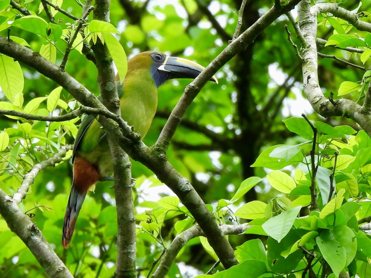 Northern Emerald-Toucanet - ML620254954