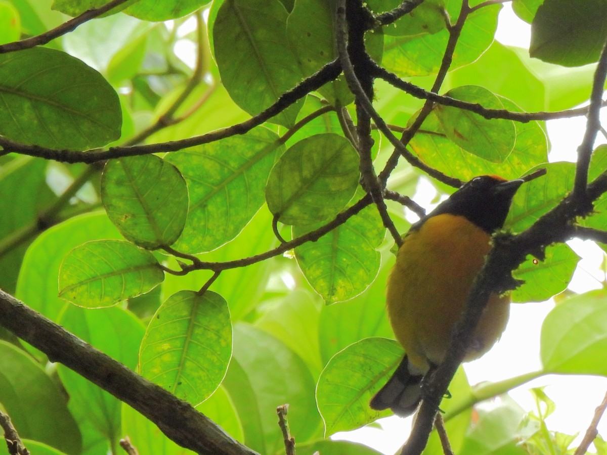 Tawny-capped Euphonia - ML620254957