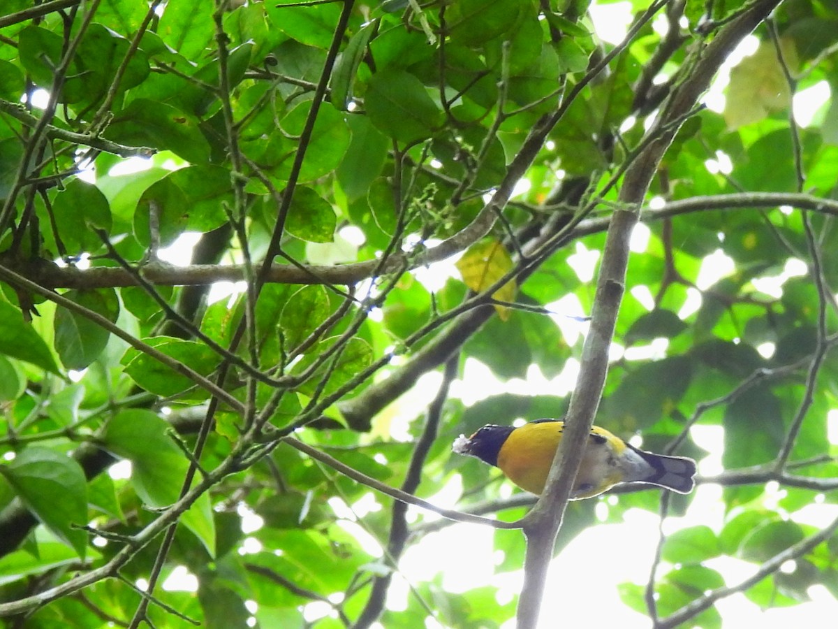 Tawny-capped Euphonia - ML620254958