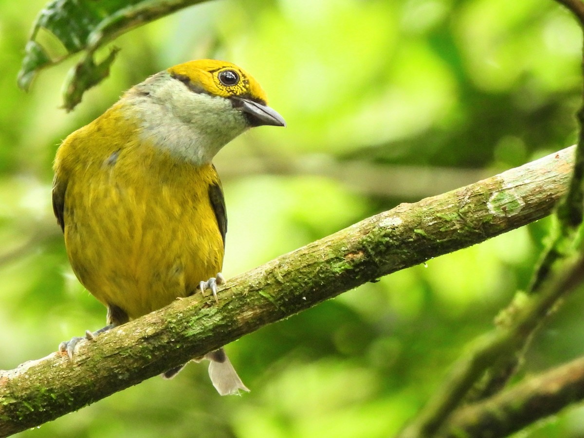Silver-throated Tanager - ML620254962