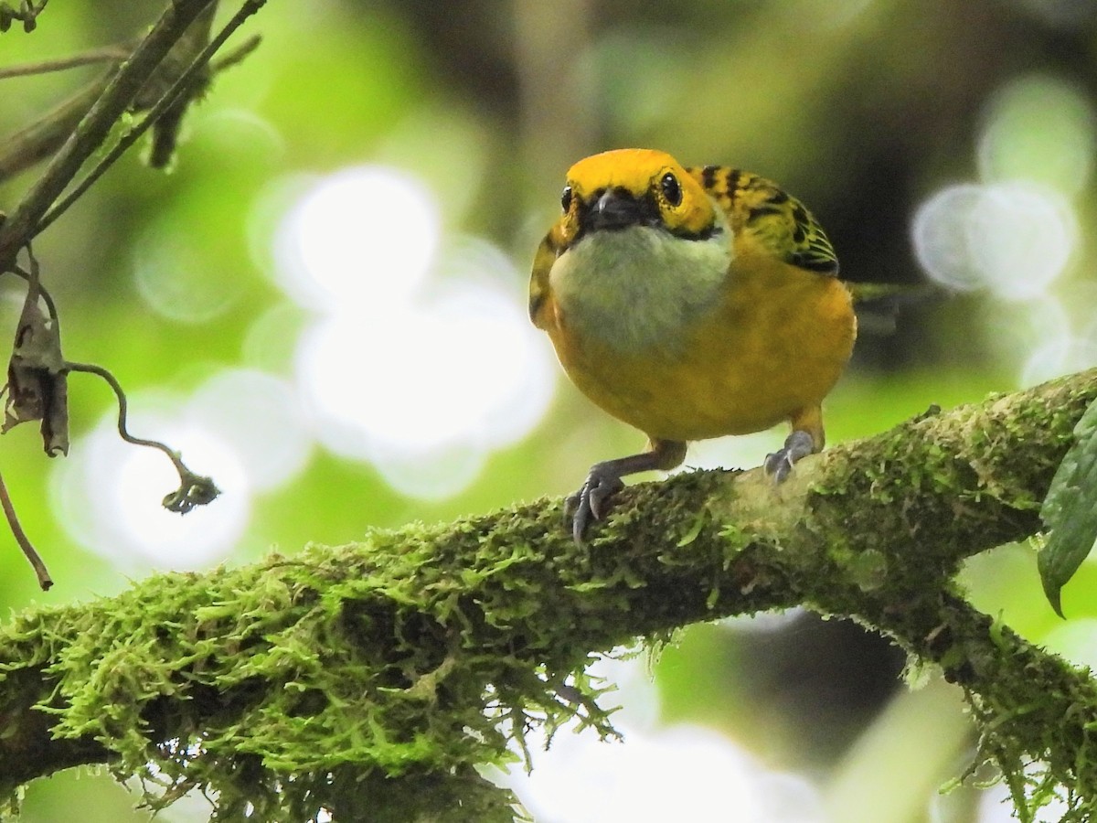 Silver-throated Tanager - ML620254963