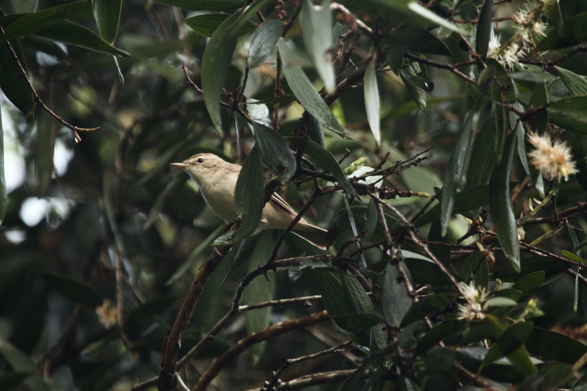 Booted Warbler - ML620254964