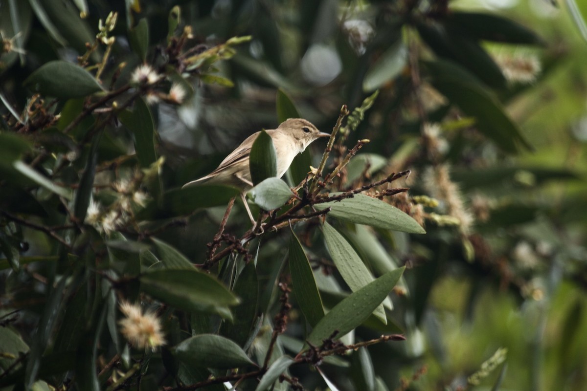 Booted Warbler - Anonymous