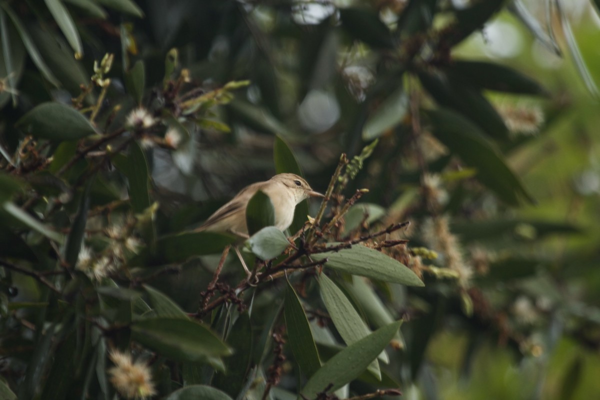 Booted Warbler - ML620254966