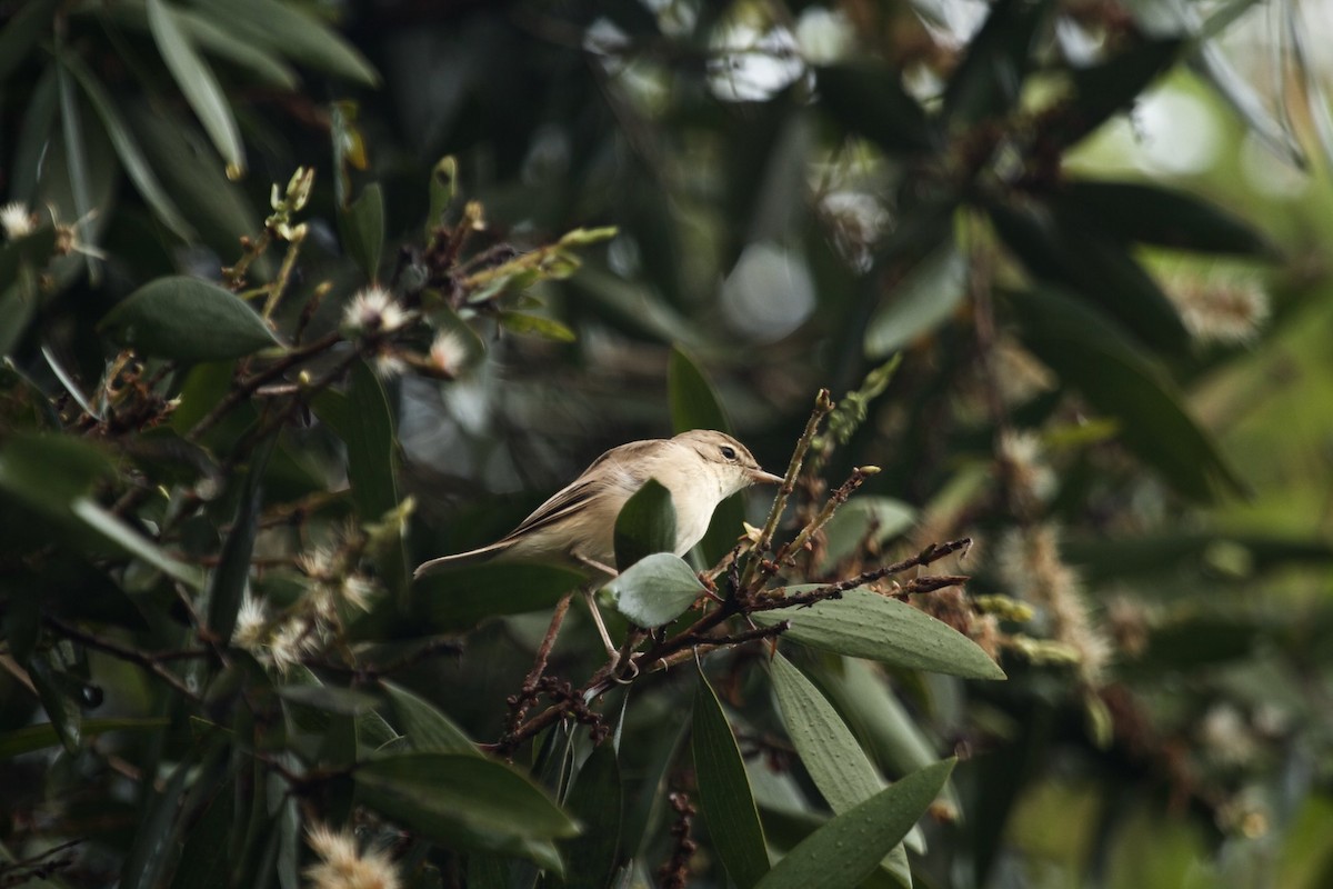 Booted Warbler - ML620254967