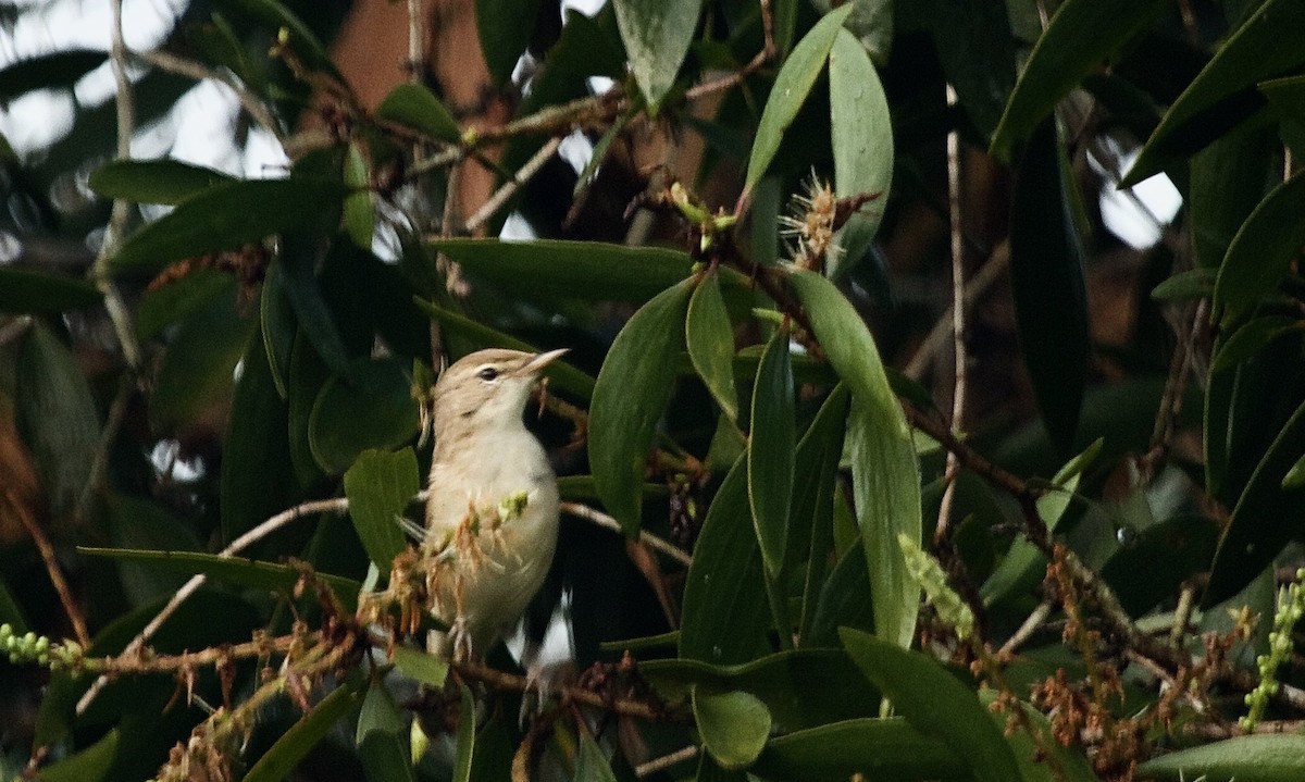 Booted Warbler - ML620254968