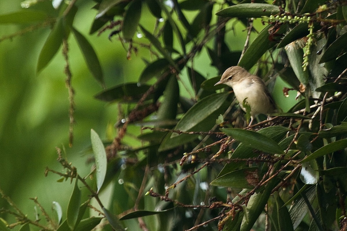 Booted Warbler - ML620254969