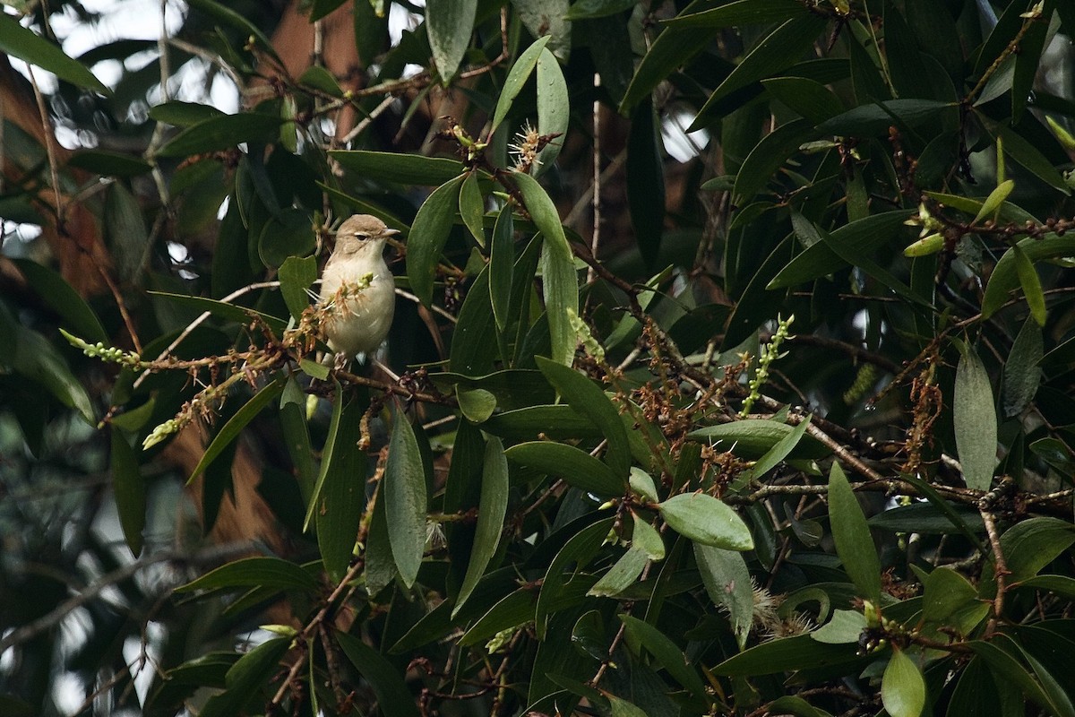 Booted Warbler - ML620254972