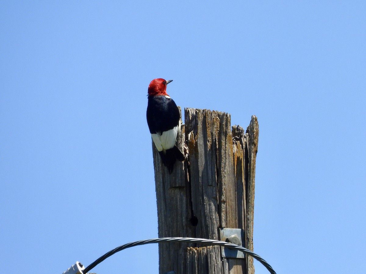 Red-headed Woodpecker - ML620254973