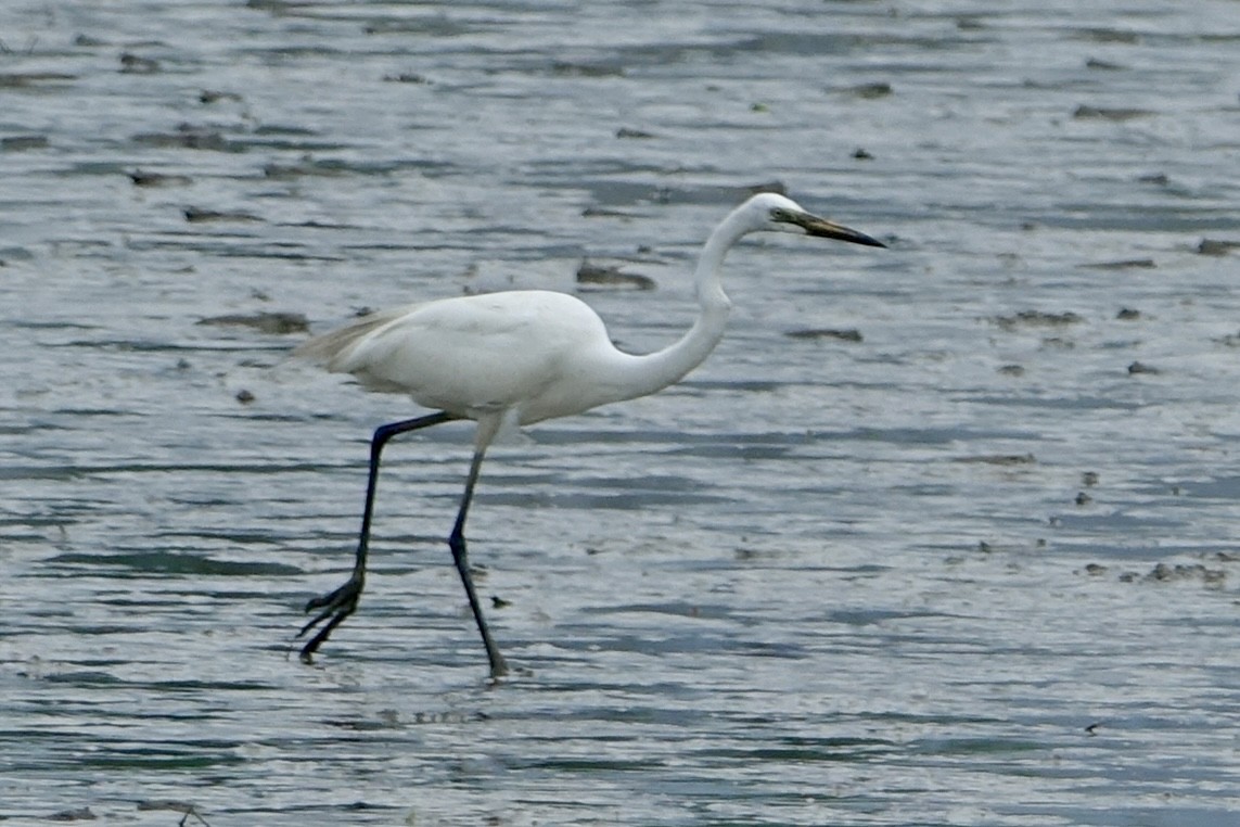 Chinese Egret - Pine Cone