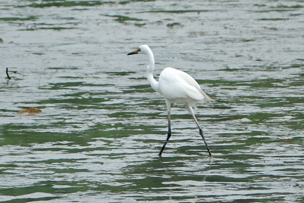 Chinese Egret - Pine Cone