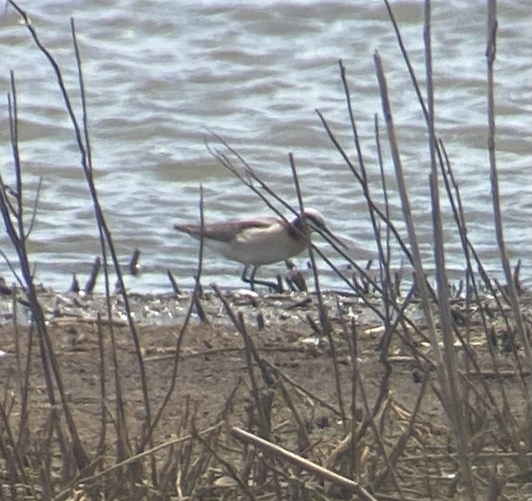 Wilson's Phalarope - ML620254978