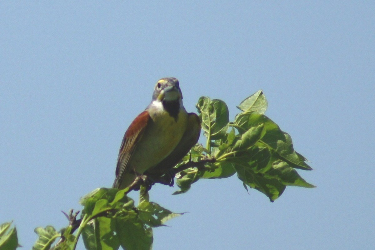 Dickcissel d'Amérique - ML620254983