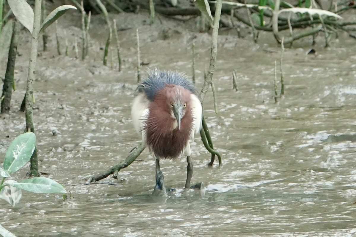 アカガシラサギ - ML620254991