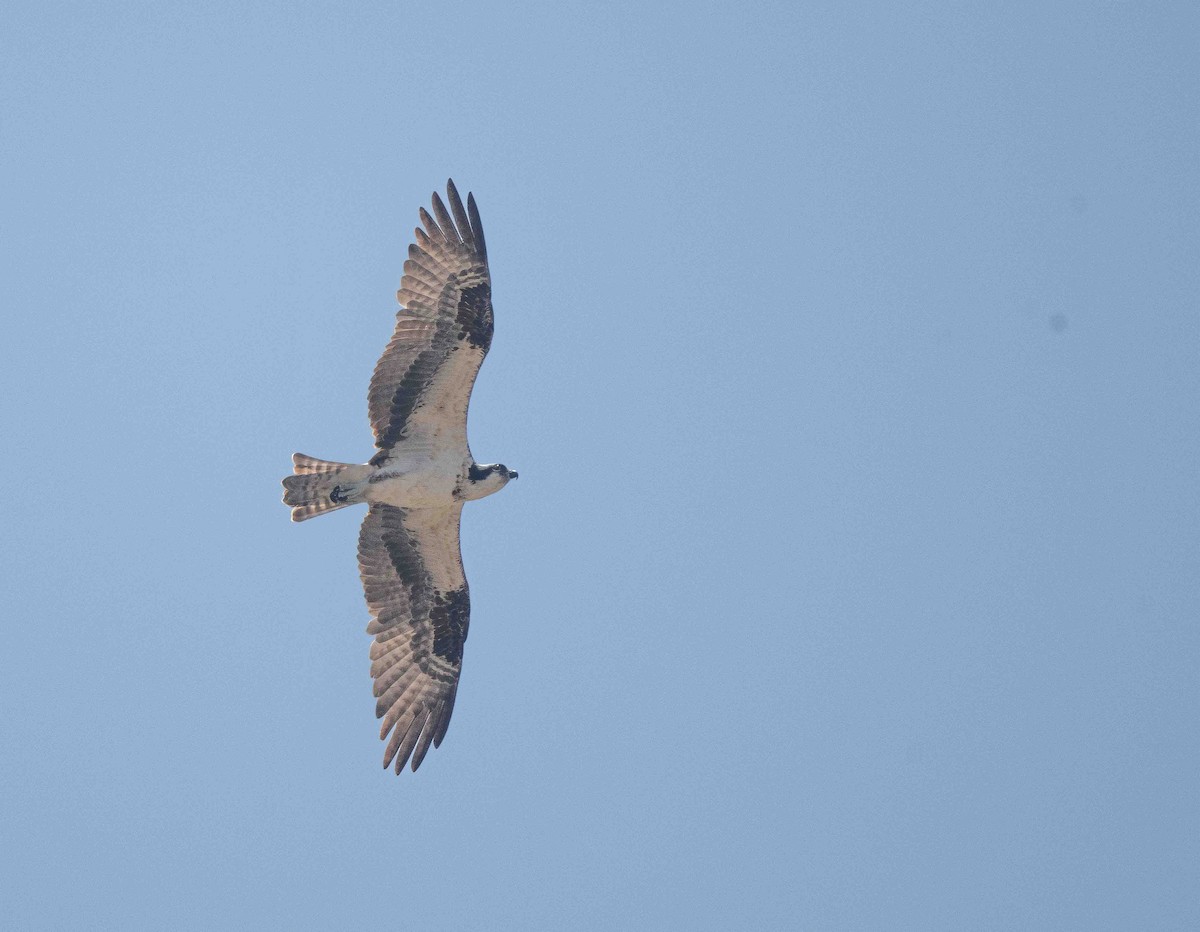 Osprey - ML620254997