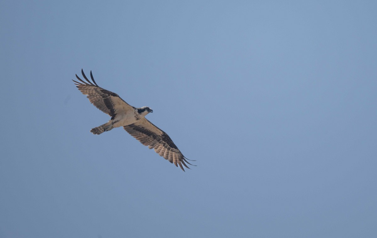 Osprey - ML620254999