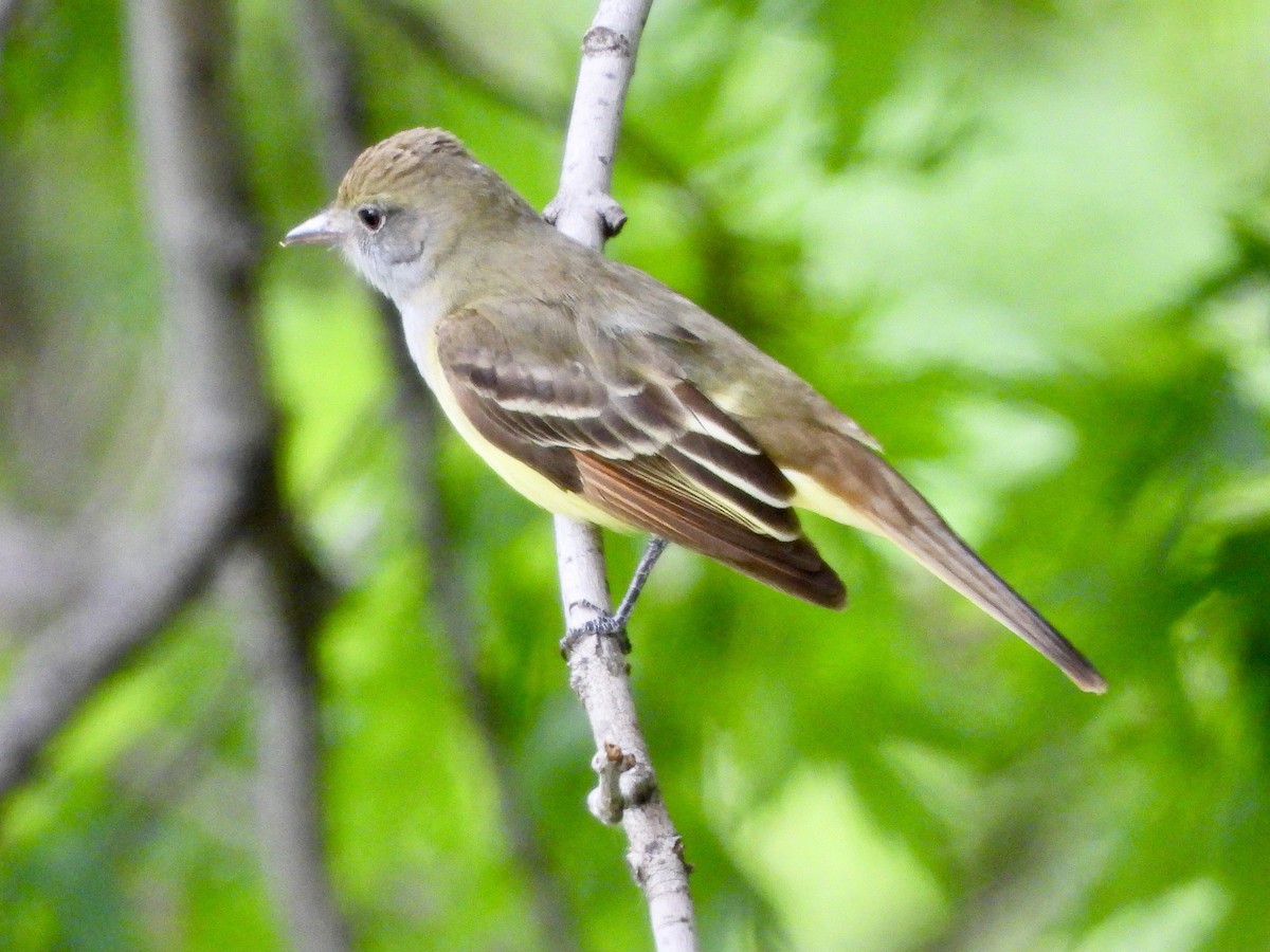 Great Crested Flycatcher - ML620255000