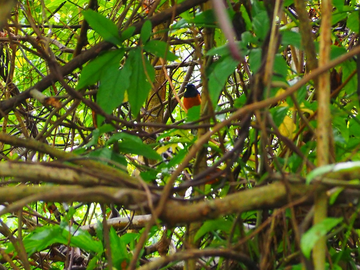 White-rumped Shama - ML620255006