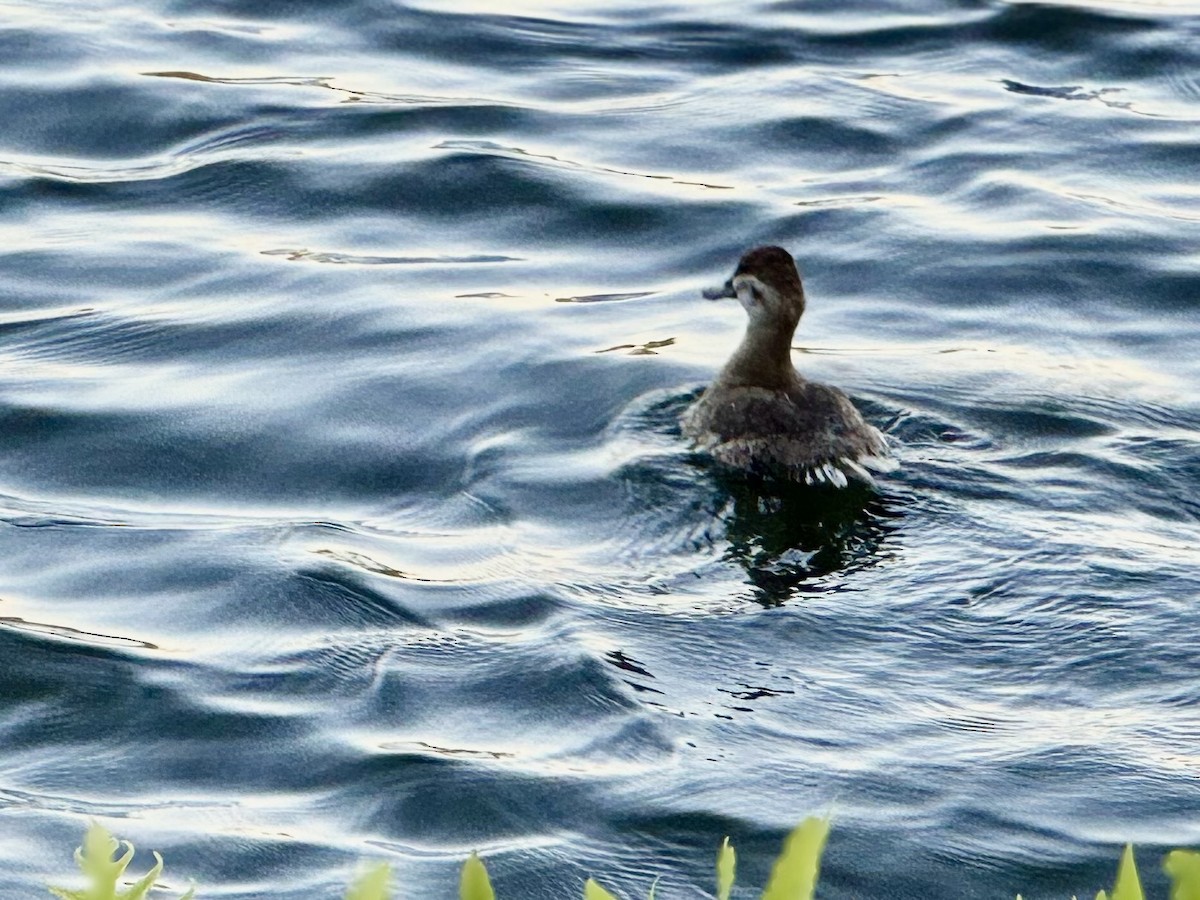 Ruddy Duck - ML620255011