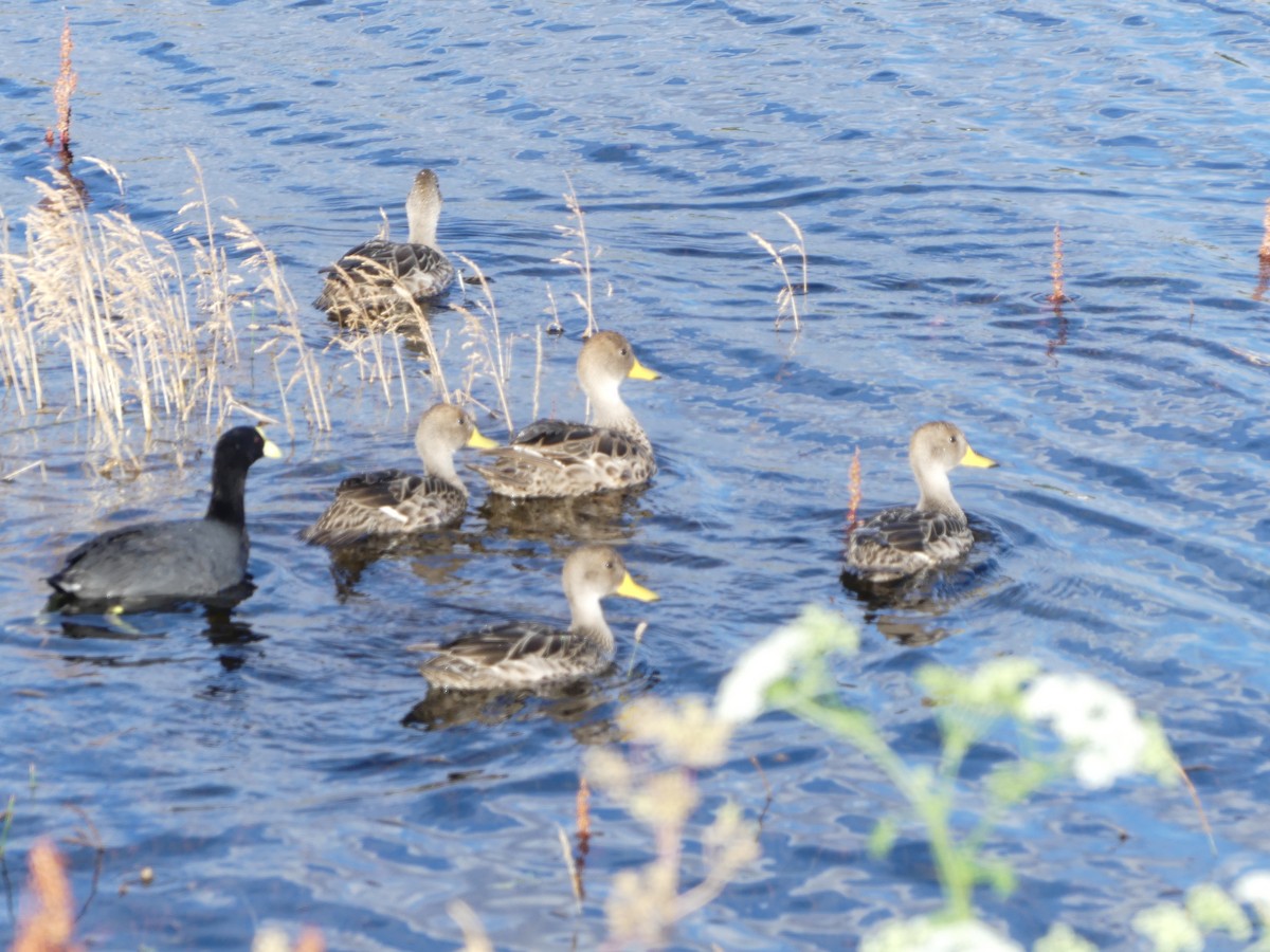 Yellow-billed Pintail - ML620255012