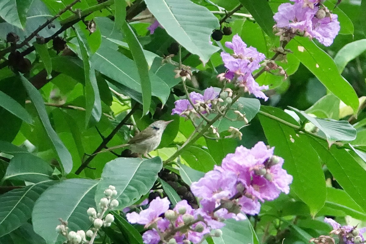 Common Tailorbird - ML620255013